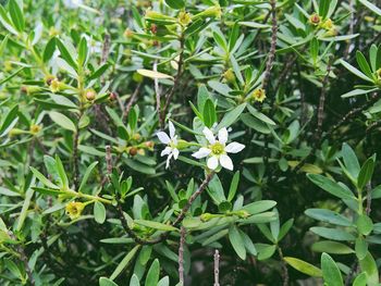 Close-up of flowers