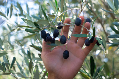 Hand behind olive branch with ripe black olives