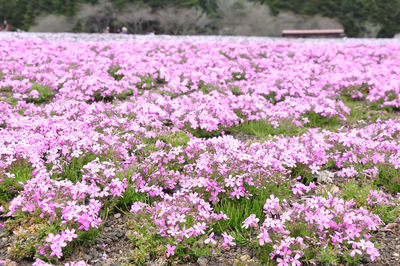 Close-up of purple flowers blooming in field