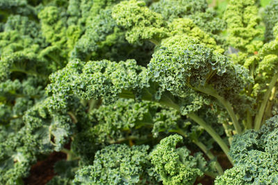 Full frame shot of fresh green plants
