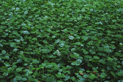 Full frame shot of plants growing on field