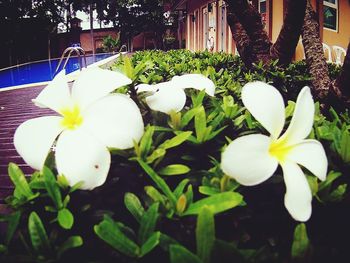 Close-up of white flowers growing on plant