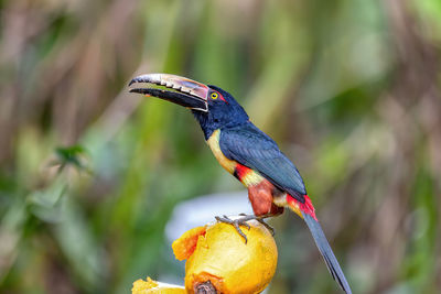 Close-up of bird perching on plant