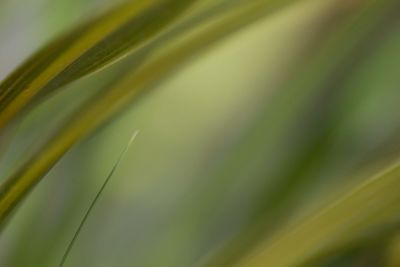 Close-up of fresh green leaf