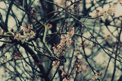 Close-up of fresh flower tree in winter