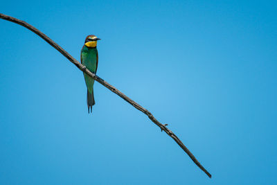 European bee-eater on branch under blue sky