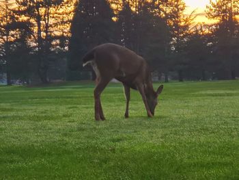 Horse in a field