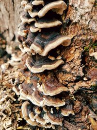 Close-up of mushrooms growing on tree