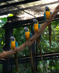 View of birds perching on tree