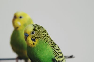 Close-up of parrot