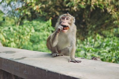 Monkey sitting 