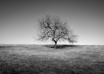 Bare tree on field against clear sky