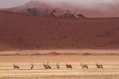 Antelopes on field against mountains