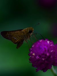 Close-up of butterfly pollinating on flower