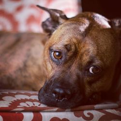 Close-up portrait of dog lying on bed at home
