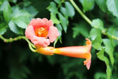 Close-up of pink flower blooming outdoors