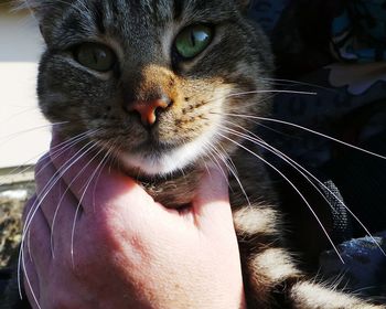 Close-up portrait of cat