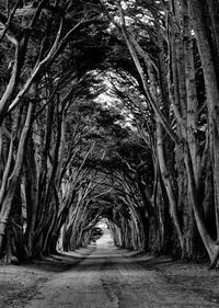 Footpath amidst trees in forest