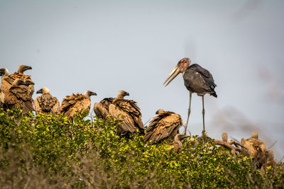 Vultures and stork perching in a tree