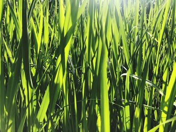 Full frame shot of corn field