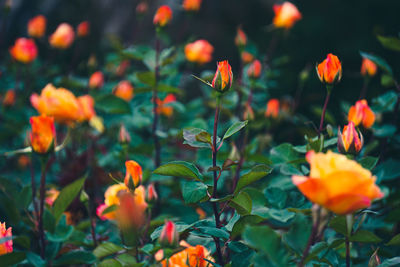 Close-up of orange roses and rose buds