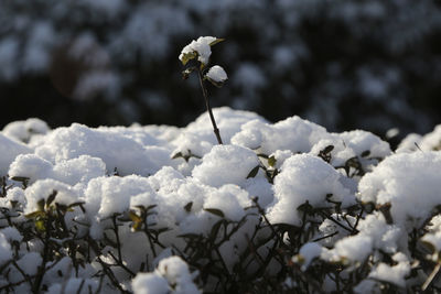 Close-up of white flowering plants on snow field