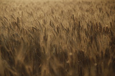 Full frame shot of wheat field