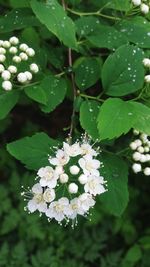 Close-up of white flowering plant