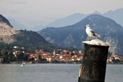 Seagull perching on wooden post by mountains