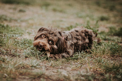 Portrait of dog on field
