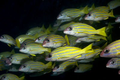 Close-up of fish in aquarium