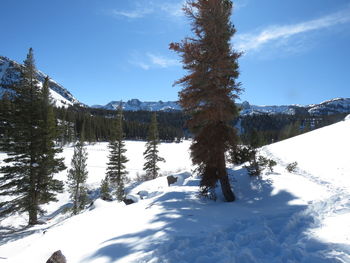 Pine trees on snow covered land against sky