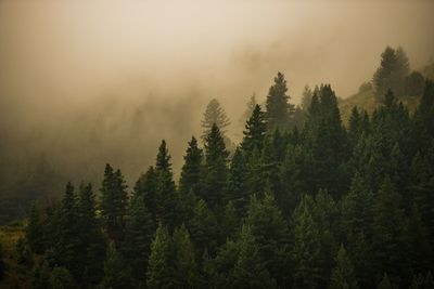 Trees at forest during foggy weather