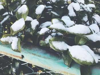 Close-up of frozen plant