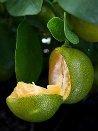 Close-up of fruit on plant