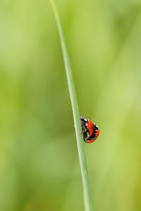 Close-up of ladybug on leaf