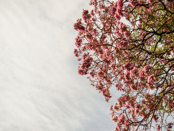 Low angle view of pink flowering tree against sky