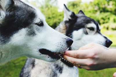 Close-up of hand holding dog