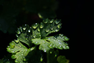 Close-up of wet plant leaves during rainy season