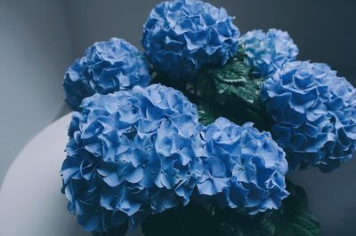 Close-up of blue rose blooming outdoors