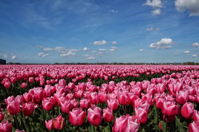 Scenic view of pink tulip field against sky