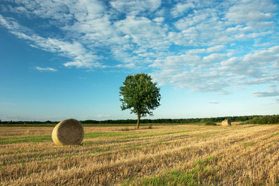 Circles of hay on stubble and a lonely tree, white clouds on the blue sky