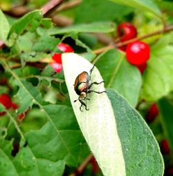 Close-up of insect on leaf