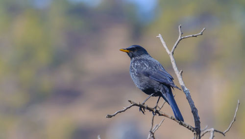 Close-up of bird perching on branch