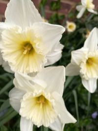 Close-up of white flowers blooming outdoors