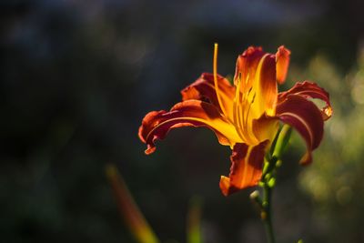 Close-up of orange rose flower