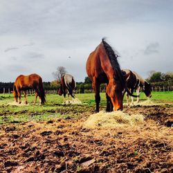 Horses grazing on grassy field