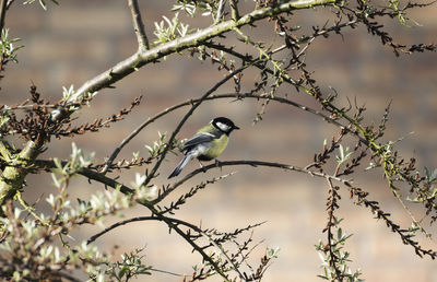 Bird perching on tree