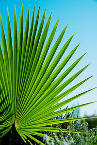 Close-up of palm tree against clear sky