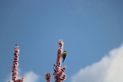 Low angle view of flowering plants against blue sky